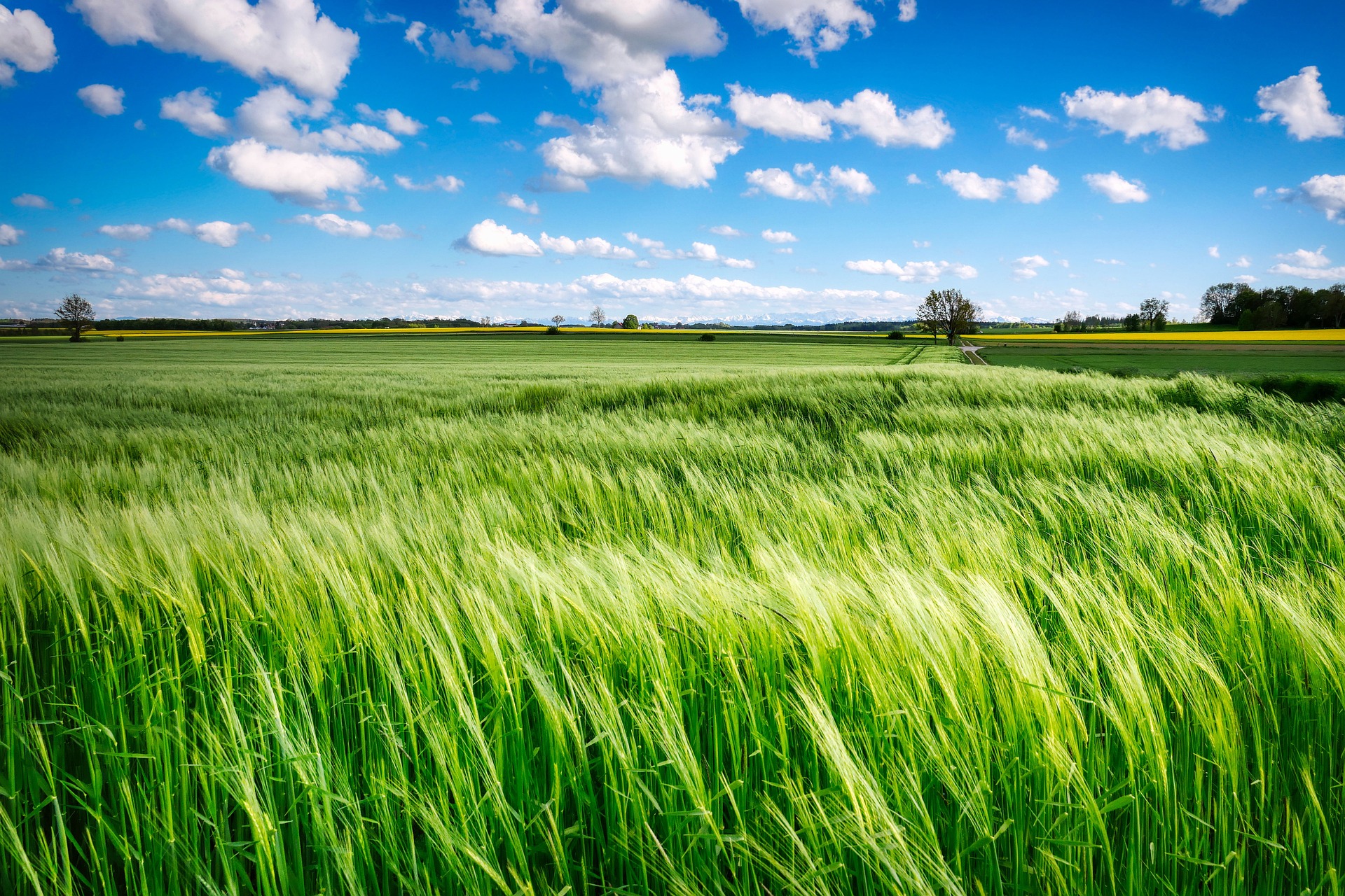 Imagen de un campo de trigo