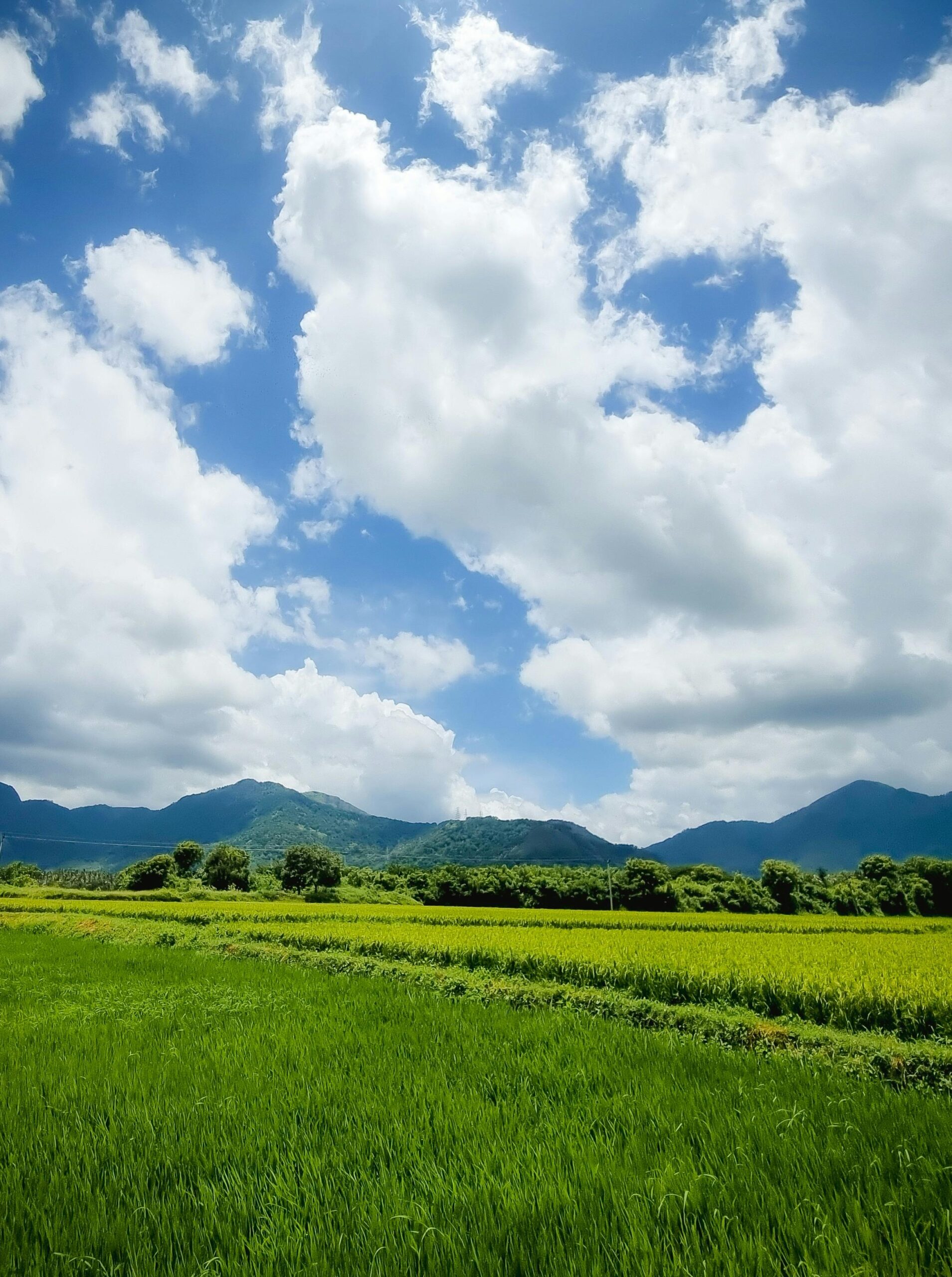 Paisaje agrícola rural